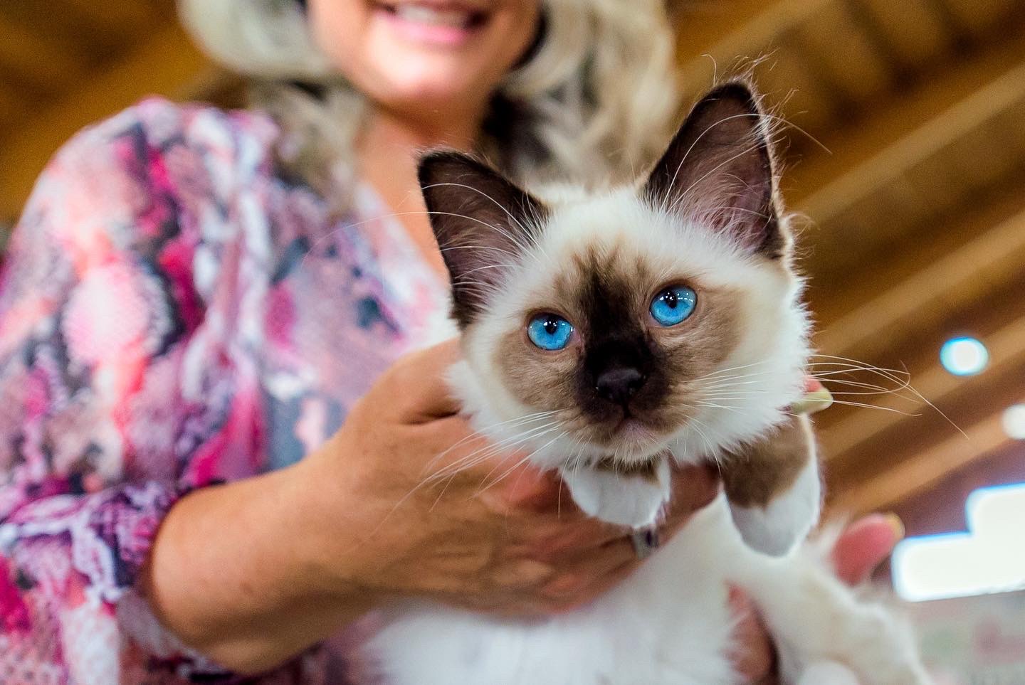 Kitten von Cornia an der Ausstellung