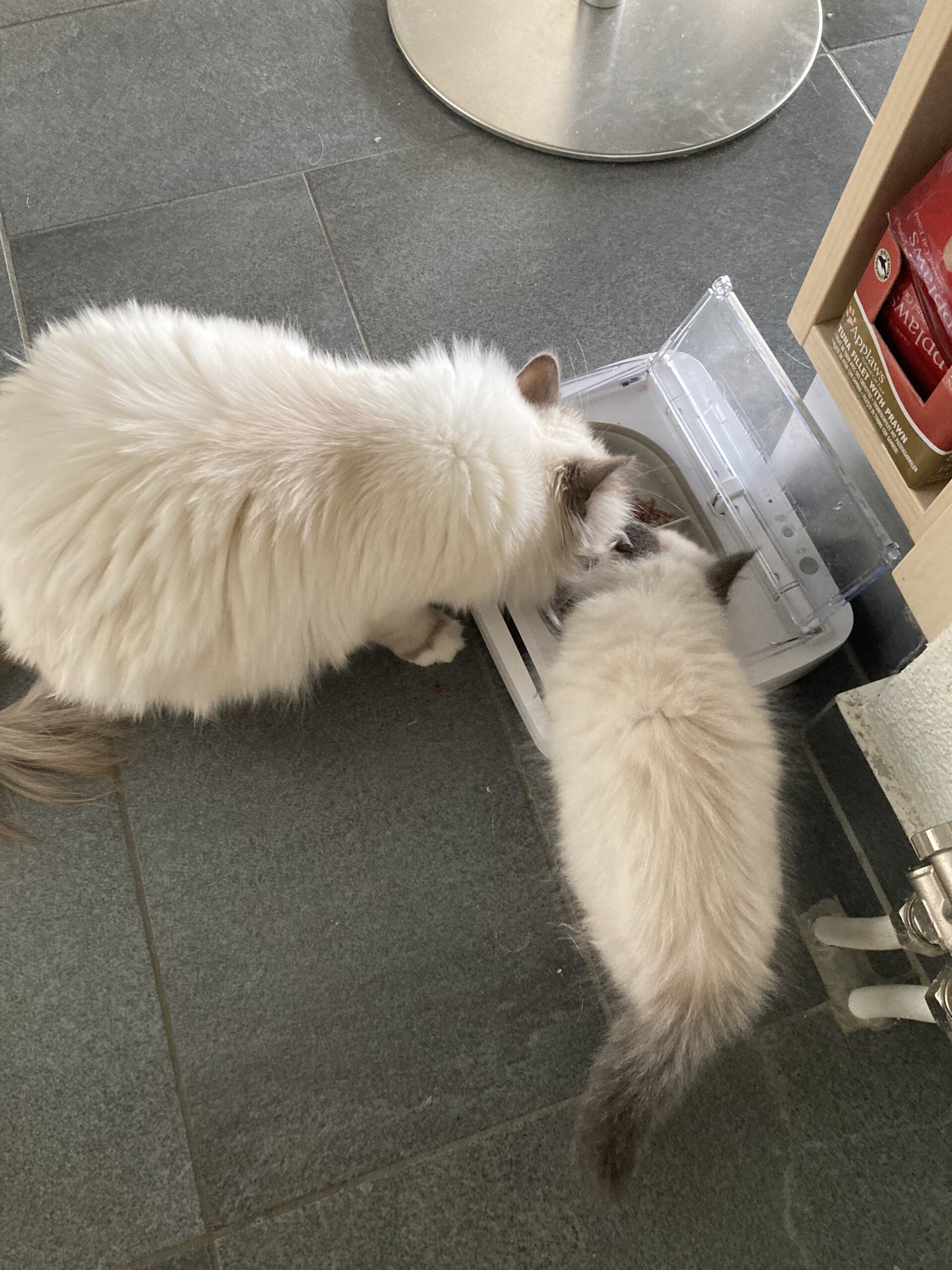 Cornia Cats — Katzen beim Trinken