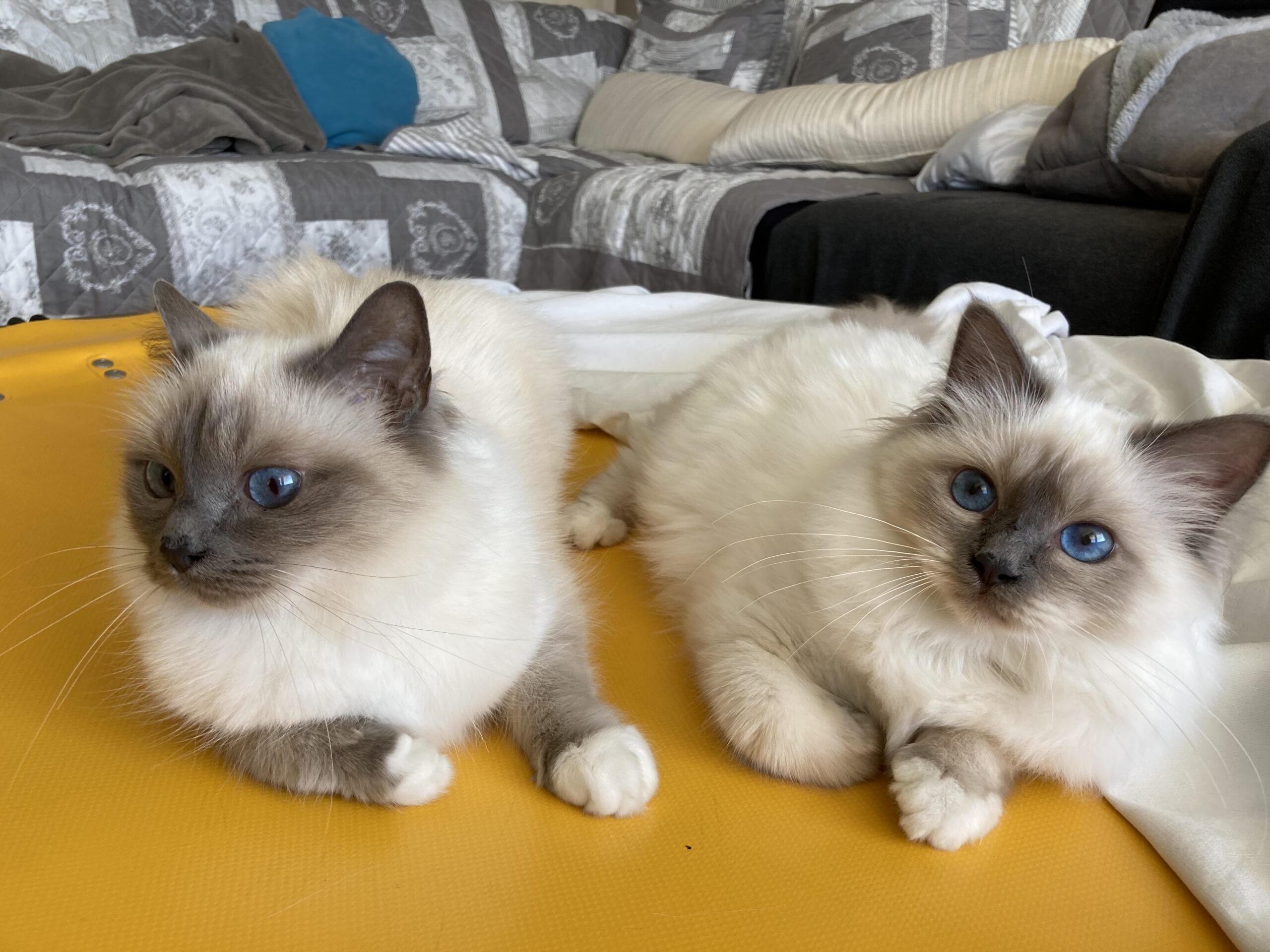 Nahla und Haley von Cornia