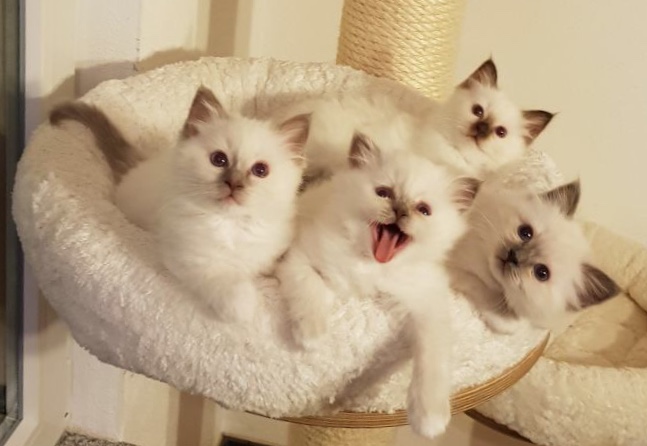 Vier Birma Kitten von Cornia