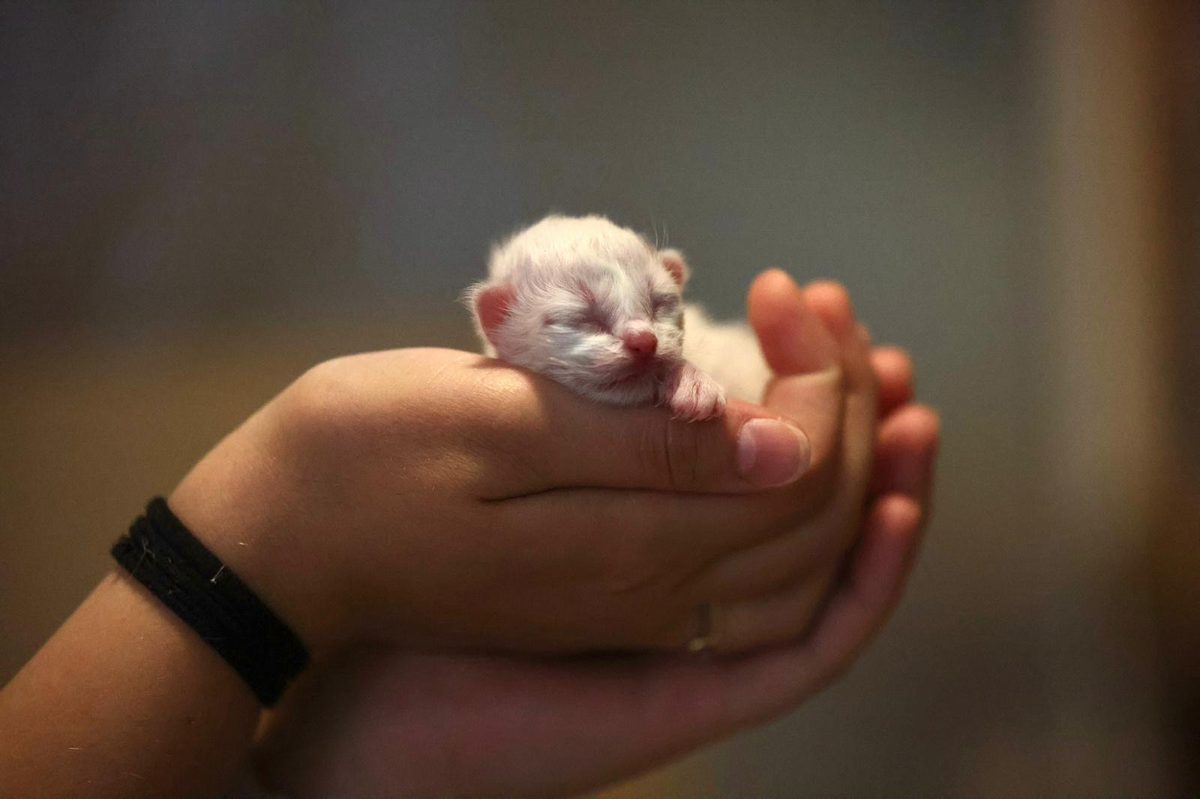Haley mit ihren Kitten — Wurf 2026