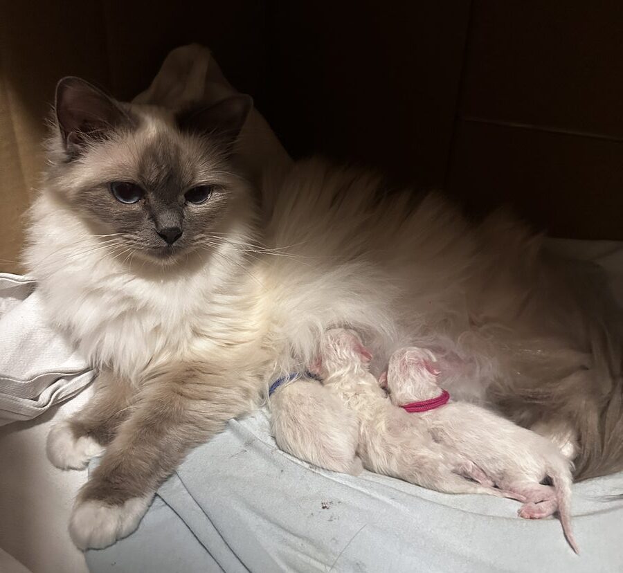 Haley mit allen drei Kitten — Wurf 2026