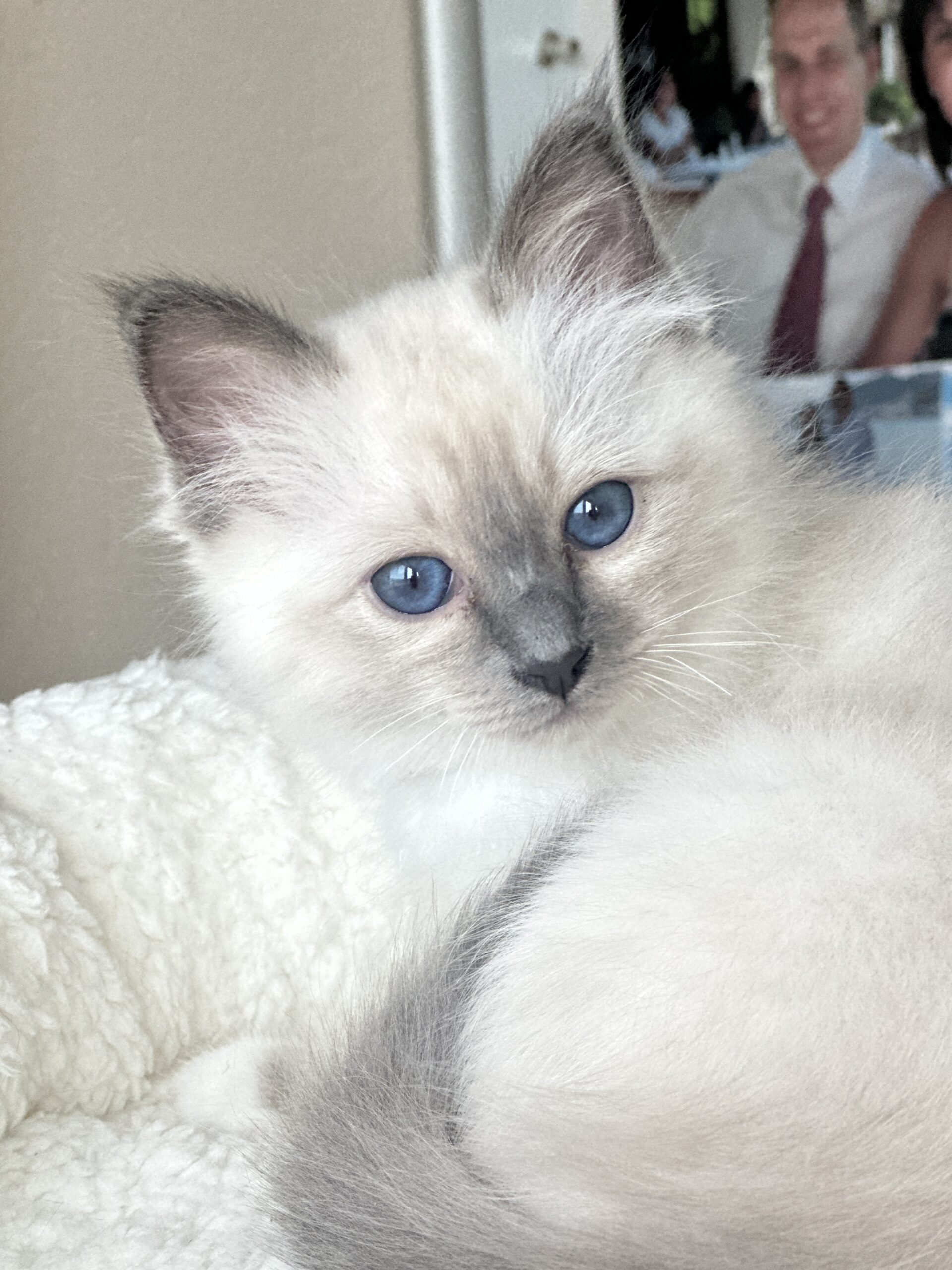 Kitten 2 — Wurf 2026