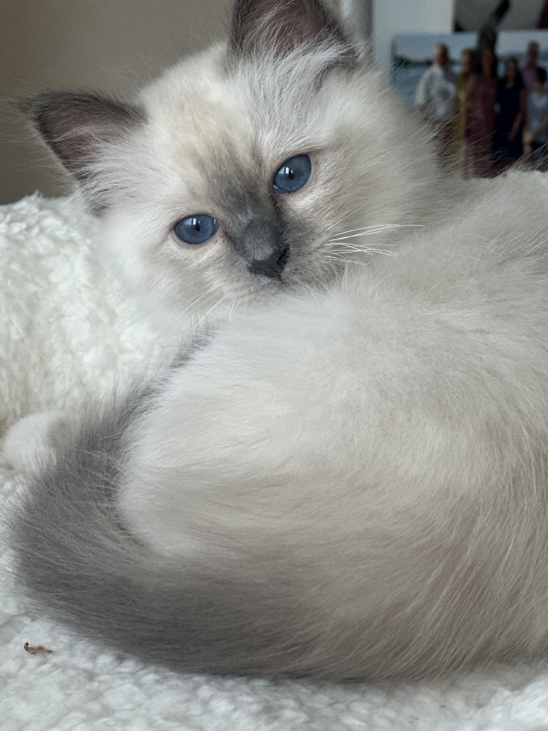 Kitten 3 — Wurf 2026