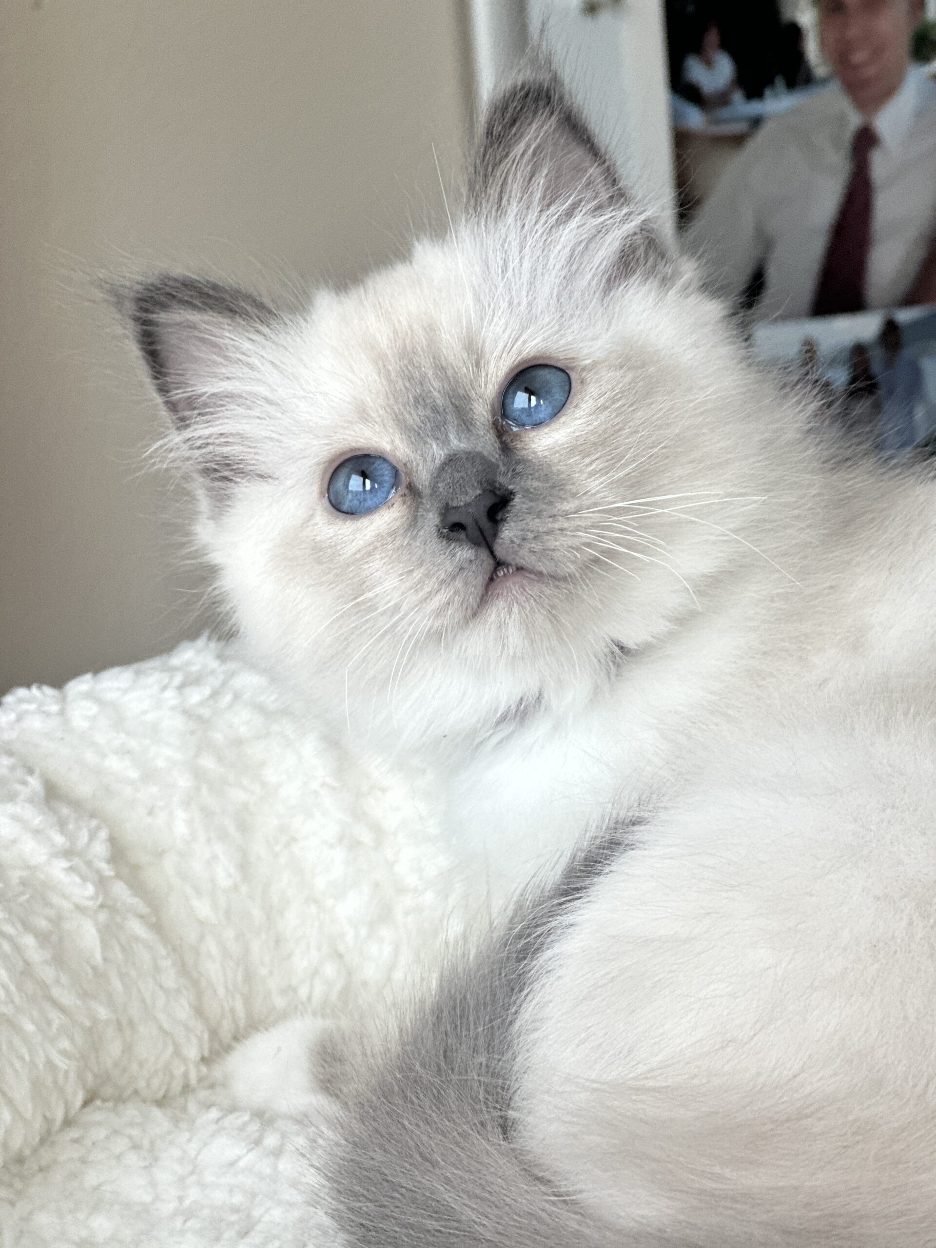 Kitten 1 — Wurf 2026